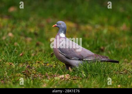 Holztaube - Columba palumbus, schöne bunte Taube aus europäischen Wäldern, Zlin, Tschechische Republik. Stockfoto