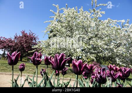 Prager botanische Gärten Prag Troja im april Stockfoto