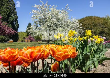 Prager Botanischer Garten Prager Tulpen im April Bett Troja Tschechische Republik Frühlingsblumen Grenzen botanická zahrada Stockfoto