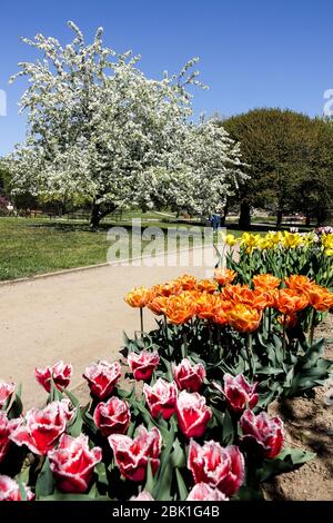 Prager botanischen Garten Prag Troja im April Blume Grenze Garten Tulpen Blumenbeet Tschechische Republik Stockfoto