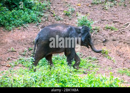 Touristen, die in den Eingang des kottoor kappukadu Elefant Rehabilitationszentrum, kottoor, Thiruvananthapuram, Kerala, Indien, PRADEEP SUBRAMANIAN Stockfoto