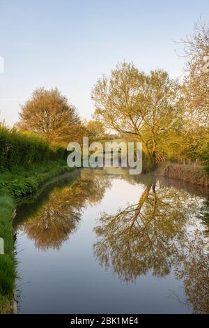 Nebel- und Baumreflexionen entlang des Oxford-Kanals an einem Frühlingsmorgen kurz nach Sonnenaufgang. Kings sutton, Northamptonshire, England Stockfoto