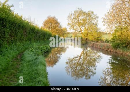 Nebel- und Baumreflexionen entlang des Oxford-Kanals an einem Frühlingsmorgen kurz nach Sonnenaufgang. Kings sutton, Northamptonshire, England Stockfoto