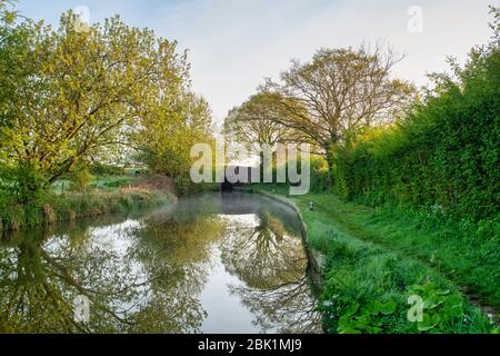 Nebel- und Baumreflexionen entlang des Oxford-Kanals an einem Frühlingsmorgen kurz nach Sonnenaufgang. Kings sutton, Northamptonshire, England Stockfoto