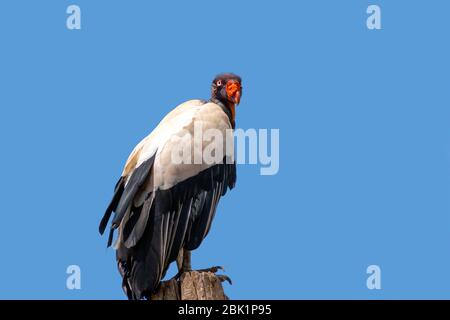 König Geier mit wissenschaftlichem Namen Sarcoramphus Papa auf einem Ast gegen einen blauen Himmel thront Stockfoto