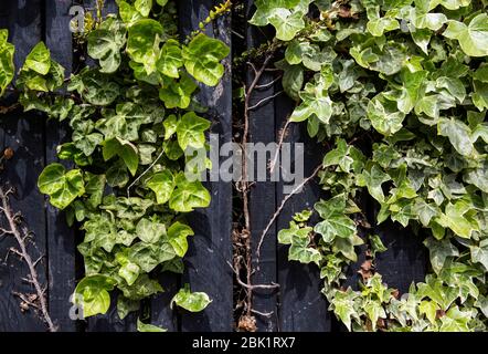 Ivy klettert einen schwarzen Zaun hinauf Stockfoto