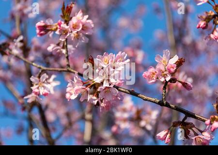 Selektiver Fokus Nahaufnahme von rosa Kirschblüten gegen blauen Himmel Stockfoto