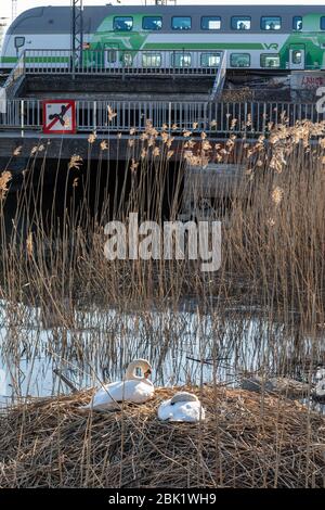 Die Stadt-Schwäne (Cygnus olor), die neben der Eisenbahnbrücke brüten, störte nicht die vorbeifahrenden Züge und Menschen im Tokoinranta Park von Helsinki, Finnland Stockfoto