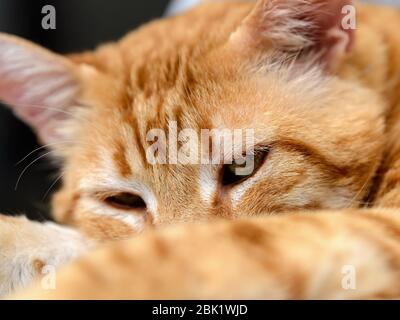 Nahaufnahme des roten Katzengesichts, das zu Hause ruht. Orange gestromte Katze rollte sich auf und ging schlafen. Verhalten von Haustieren und Tieren. Vorderansicht. Stockfoto