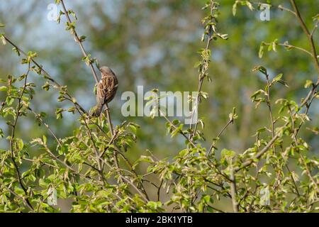 Das Haus Sparrow liegt auf einem Ast in der Hecke. Frühlingszeit. Helles Foto Stockfoto