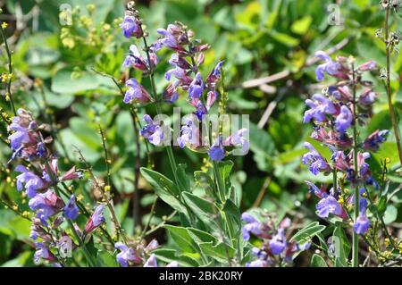 Salvia Pflanze in der Blütezeit mit aromatischen Lemmen im Feld. Blühender Salbei auf den kroatischen Hängen. Stockfoto