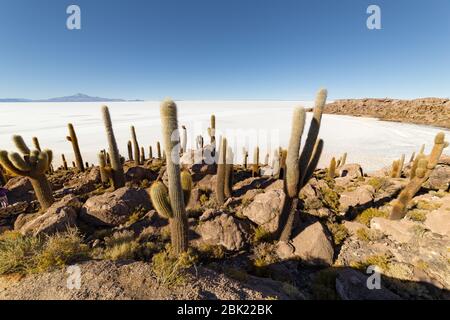 Incahuasi Insel (Kaktusinsel) auf Salar de Uyuni, der weltweit größten Salzfläche, in Bolivien Stockfoto