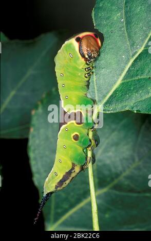 Puss Moth Caterpillar, Cerura vinula, Fütterung auf Blatt, UK Stockfoto