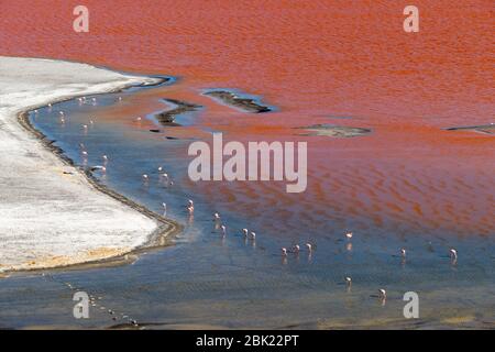 Atemberaubende Panoramasicht auf die rosa james Flamingos an der Laguna Colorada (Lagune). Bolivien Stockfoto