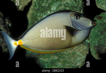 Orange Spine Surgeonfish, Naso lituratus, Barbake Einhornfisch, Naso tang, und Orange-Wirbelsäule Einhornfisch, gefangen Stockfoto