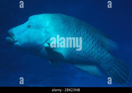 Buckelkopf oder Napoleon-Wrasse, Cheilinus undulatus, Rotes Meer Stockfoto