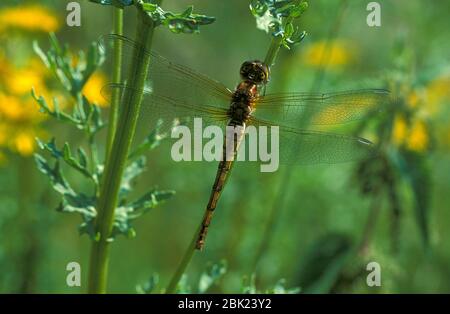 Kieled Skimmer, Orthetrum coerulescens, weiblich, auf Blütenstiel in der Nähe von Teich, Großbritannien Stockfoto