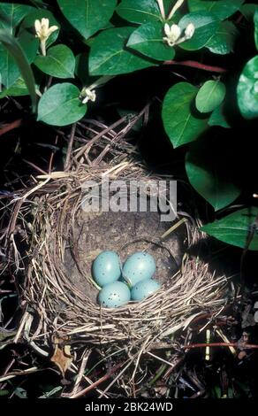 Song Thrush Eggs in Nest, Turdus philomelos, UK, Stockfoto