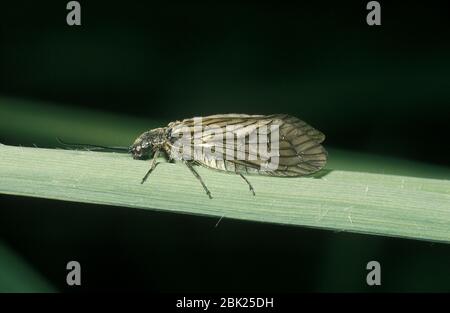 Erle Fly, Sialis lutaria, am Stamm durch Teich, Großbritannien Stockfoto