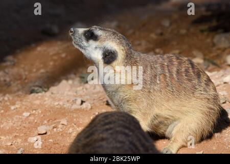 Ein Erdmännchenprofil aus nächster Nähe in der Wüste (Suricata suricatta). Stockfoto