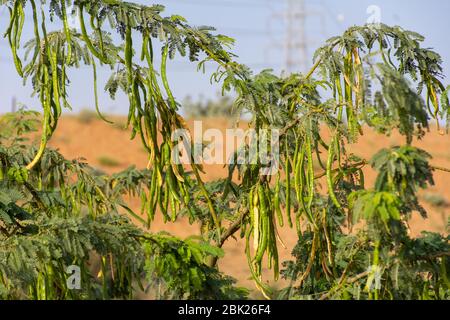 Grüner Ghafenbaum (prosopis cineraria) erbseniert im Sonnenschein im Wüstensand der Vereinigten Arabischen Emirate (VAE) mit blauem Himmel und Sand im Hintergrund. Stockfoto