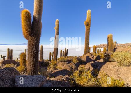 Incahuasi Insel (Kaktusinsel) auf Salar de Uyuni, der weltweit größten Salzfläche, in Bolivien Stockfoto