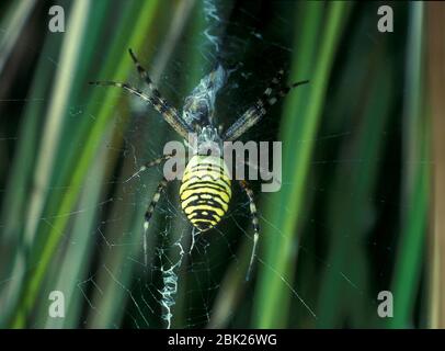 Wespen Spider, Argiope bruennichi, im Web, UK, Stockfoto