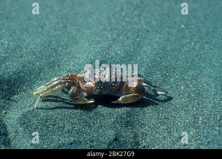 Painted Ghost Crab oder Cart Driver Crab, Ocypode gaudichaudi, am Strand, Corcovado Nationalpark, Costa Rica Stockfoto