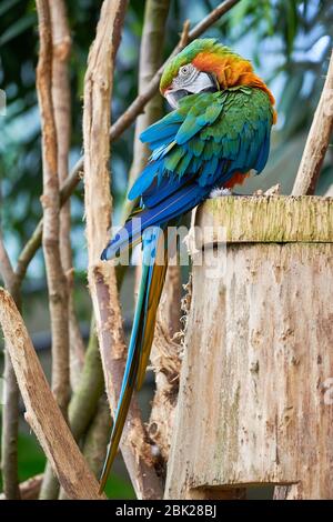 Blau-gelber Ara auf einem Baumstamm sitzend und Präening (Ara ararauna), exotischer Vogel Stockfoto