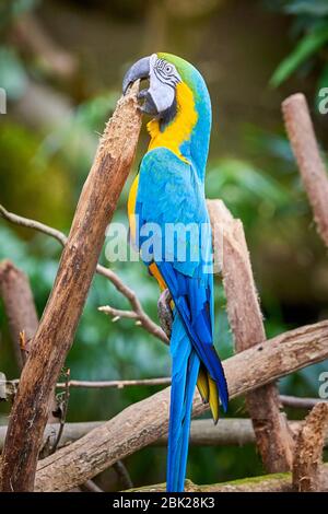 Blau-gelber Ara, der in seinem Schnabel hängt (Ara ararauna), exotischer Vogel Stockfoto