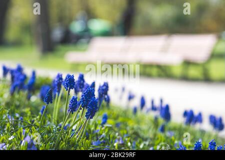 Schöne blaue Blüten, Traubenhyazinthe oder Blaubellen, Muscari Blume im Frühjahr, mehrjährige Zwiebelpflanzen mit Holzbänken auf Hintergrund Stockfoto