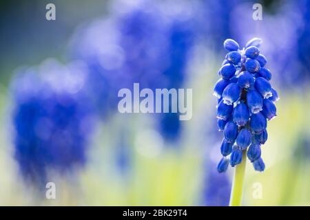 Schöne Blüten, blaue Traubenhyazinthe oder Blaubellen, Muscari-Blüte im Frühjahr, mehrjährige Knollenpflanzen, aus nächster Nähe Stockfoto