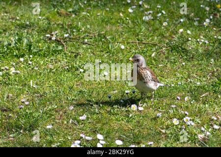 Schöne Vogelfieldfare auf dem grünen Gras Stockfoto