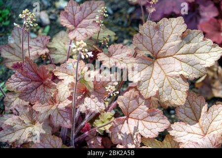 Heucherella „Honigrose“ Stockfoto