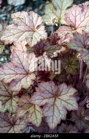 Heucherella „Honigrose“ Stockfoto