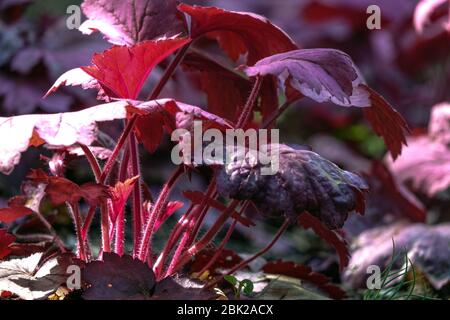 Heuchera Georgia Pflaume Stockfoto