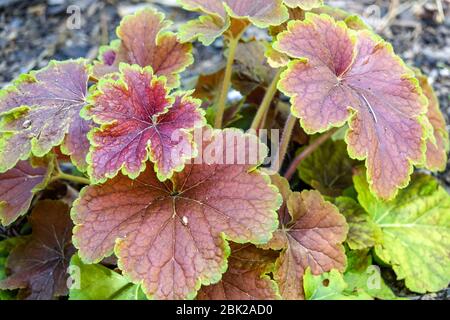 Heuchera 'Delta Dawn' Stockfoto