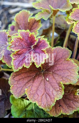 Heuchera Blatt 'Delta Dawn' Heucheras Stockfoto