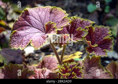 Heuchera 'Delta Dawn' Stockfoto