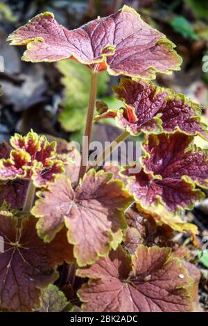 Heuchera 'Delta Dawn' Stockfoto