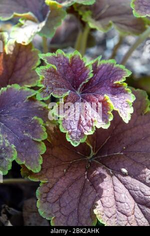 Heuchera 'Delta Dawn' Stockfoto