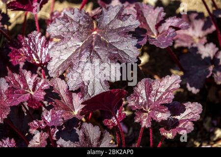 Blatt Heuchera „Ruby Veil“ Heuchera Leaves Glossy Ruby-Red Laub Burgunderrot Lila Dekorative April Korallenglocken Alumroot Coralbells Alaun Stockfoto