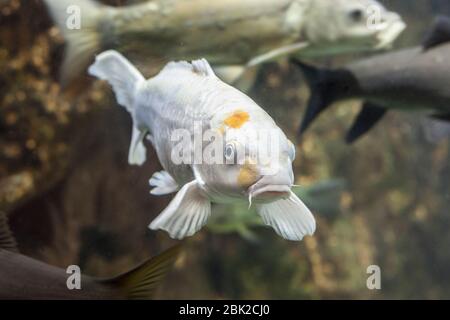 Albino-Karpfen oder Cyprinus carpio, eine Art von Süßwasserfischen Stockfoto