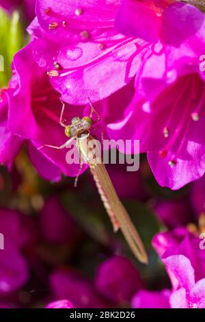 Bournemouth, Dorset, Großbritannien. Mai 2020. UK Wetter: Kürzlich aufgetaucht Southern Hawker Dragonfly, aeshna cyanea, wärmt in der Morgensonne auf rosa Azalea Blumen im Garten bei Bournemouth. Quelle: Carolyn Jenkins/Alamy Live News Stockfoto