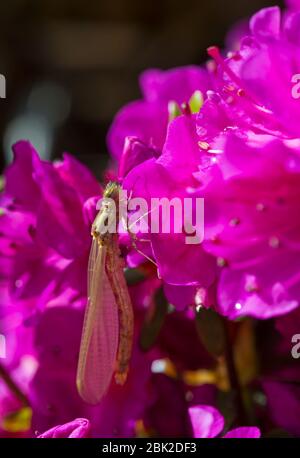 Bournemouth, Dorset, Großbritannien. Mai 2020. UK Wetter: Kürzlich aufgetaucht Southern Hawker Dragonfly, aeshna cyanea, wärmt in der Morgensonne auf rosa Azalea Blumen im Garten bei Bournemouth. Quelle: Carolyn Jenkins/Alamy Live News Stockfoto