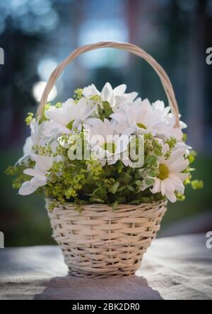 Korb mit zarten weißen Chrysanthemen auf dem Tisch im Garten Stockfoto