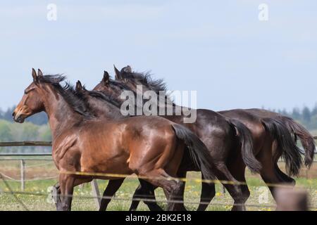 Vier Hengstköpfe, an einem sonnigen Tag. Galoppierende Dressurpferde auf einer Wiese. Zuchtpferde Stockfoto