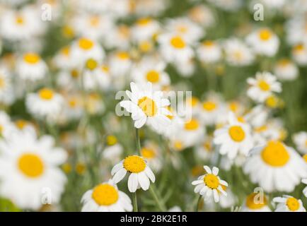 Bereich von daisy Stockfoto