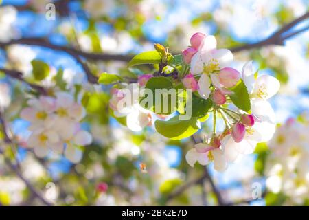 Frühlings-Apfelblüte in Sonnenstrahlen. Blühende schöne weiße Blumen Stockfoto