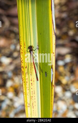 Bournemouth, Dorset, Großbritannien. Mai 2020. UK Wetter: Große rote Damselfliege, Pyrrhosoma Nymphula, Männchen erwärmt sich in der Morgensonne auf Flachsblatt im Garten bei Bournemouth. Quelle: Carolyn Jenkins/Alamy Live News Stockfoto